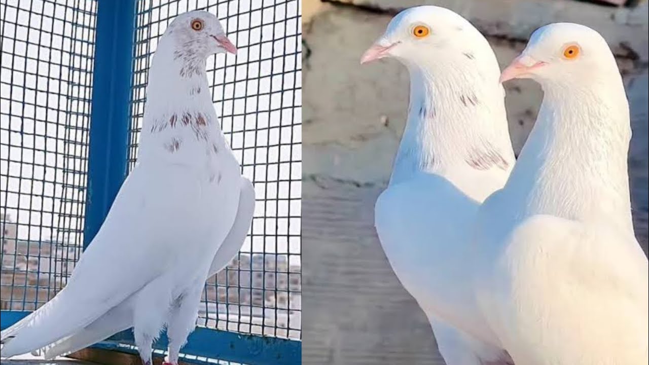 Chatri Wale Kabootar 2025 || Patti Wale Kabutar || kabootar bazi 2025