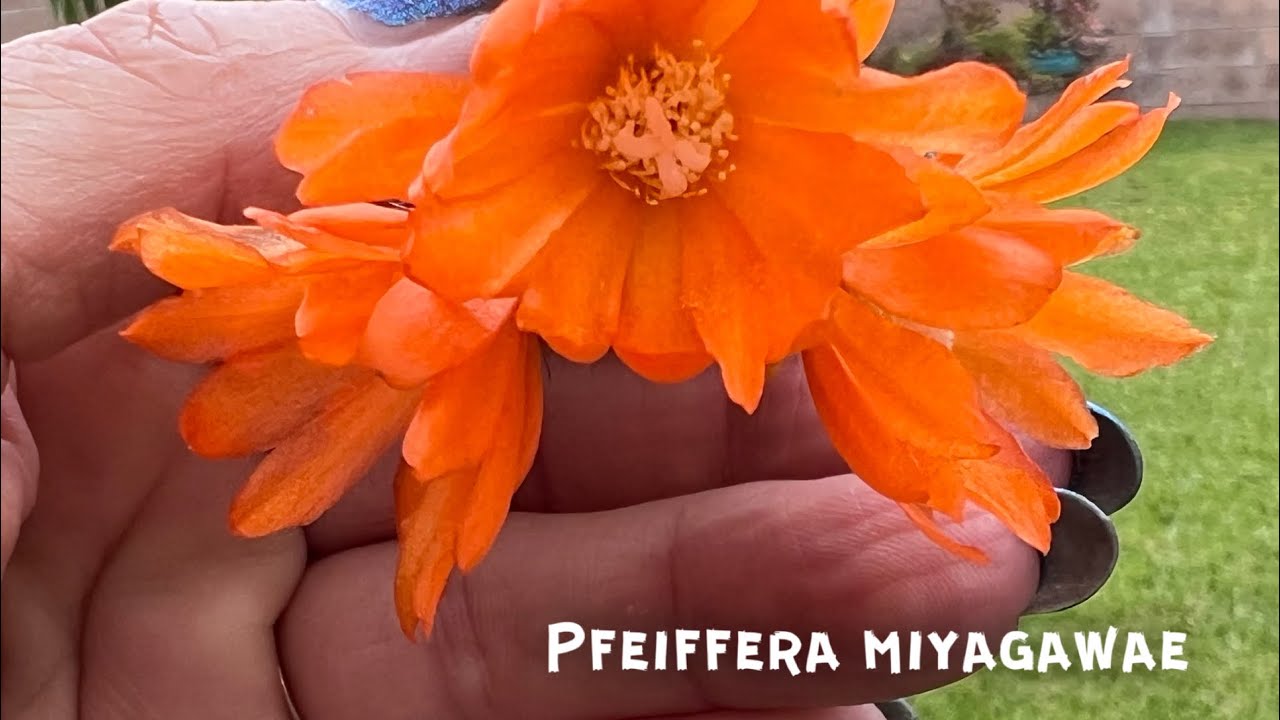 Pfeiffera miyagawae
