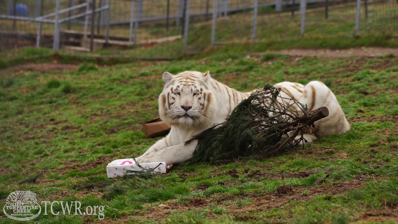 Happy Birthday Ron from the Big Cats at TCWR