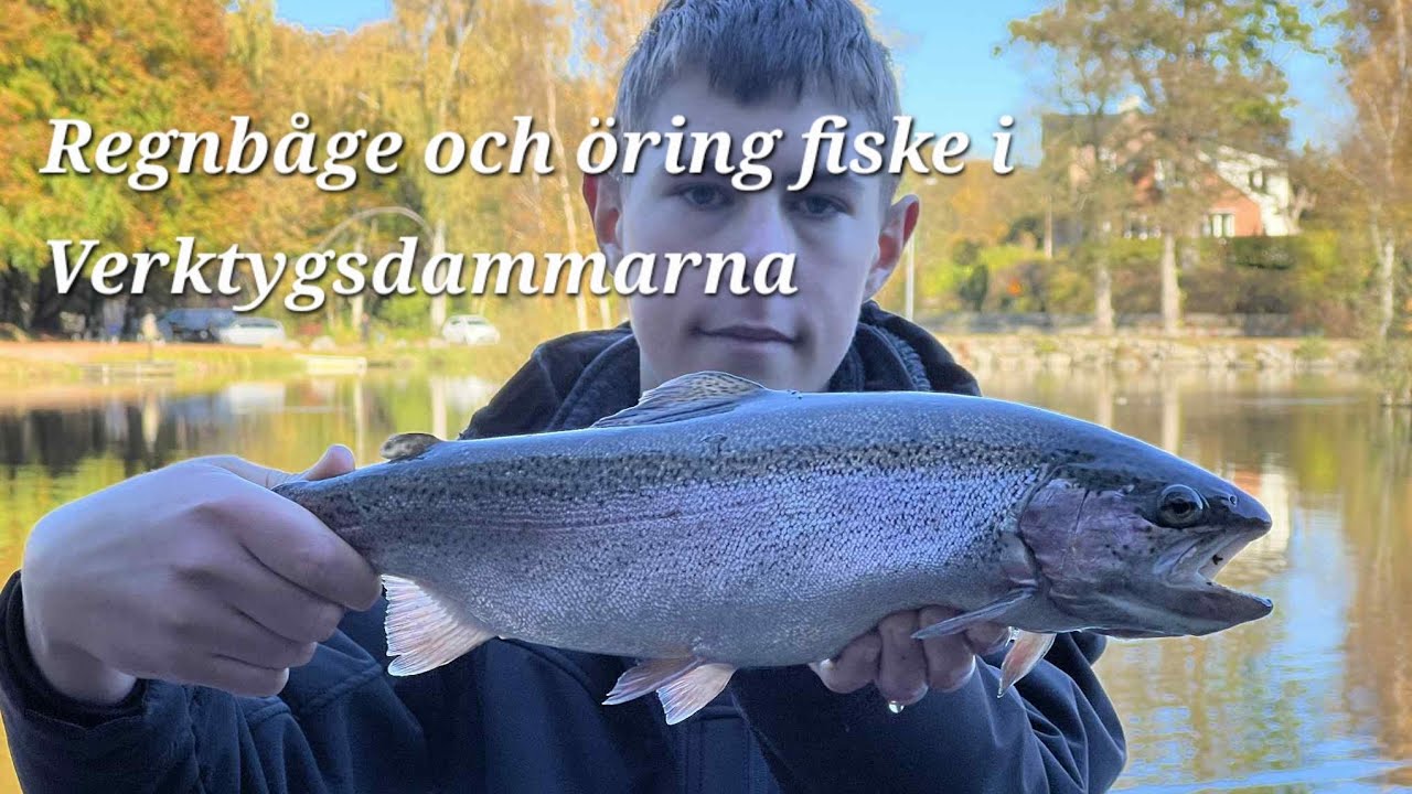 Regnbåge och öring fiske i Verktygsdammarna, Tyringe.