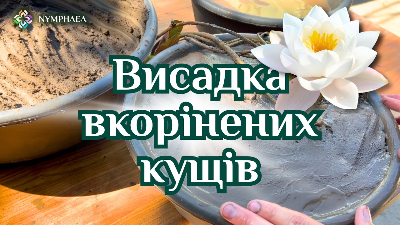 Як висадити вкорінену німфею, кувшинку, водяну лілію, латаття | NYMPHAEA.COM.UA