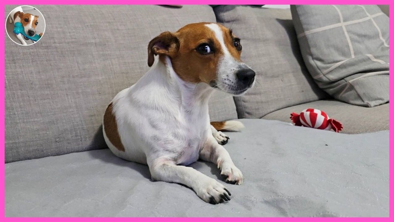 Jack Russell Itchy Skin🐶| DOGTER COFFEE Jack Russell Terrier [SUB]
