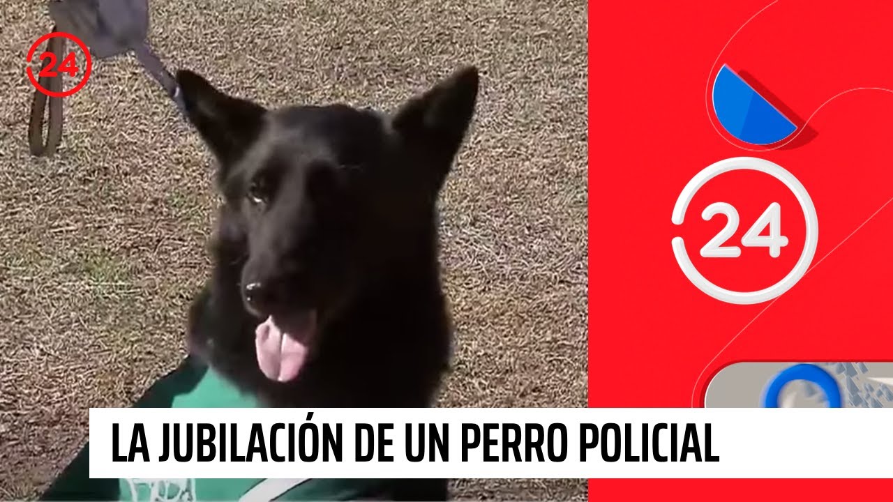 La jubilación de un perro policial | 24 Horas TVN Chile