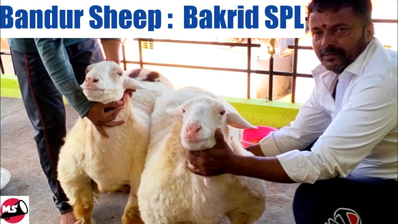 Bandur Sheep Farm @ Swamy Pape Gowda | Bandur Kuri Sakaneke Sheep Breed