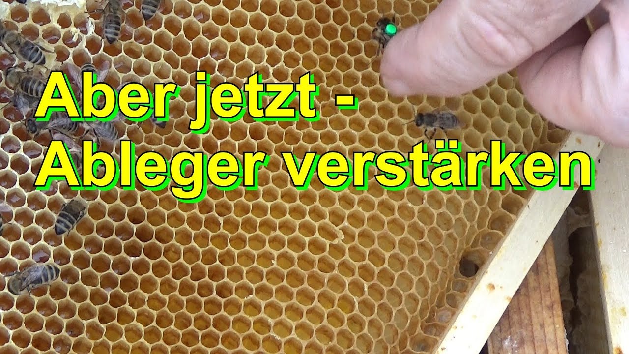 Aber jetzt - Ableger verstärken