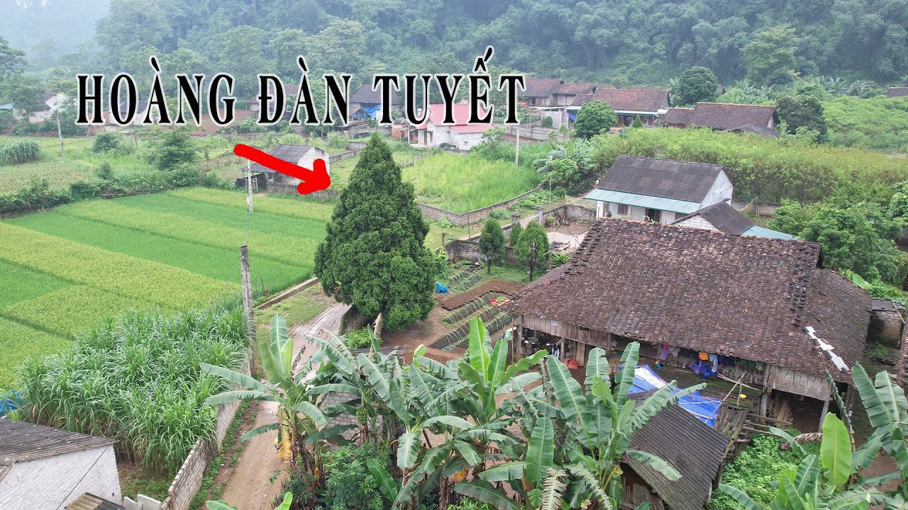 Toàn Cảnh Cây Hoàng Đàn Tuyết Lạng Sơn Quý Hiếm Còn Sót Lại Ở Góc Bản Lũng Na | Hoàng Đông Bắc Tv