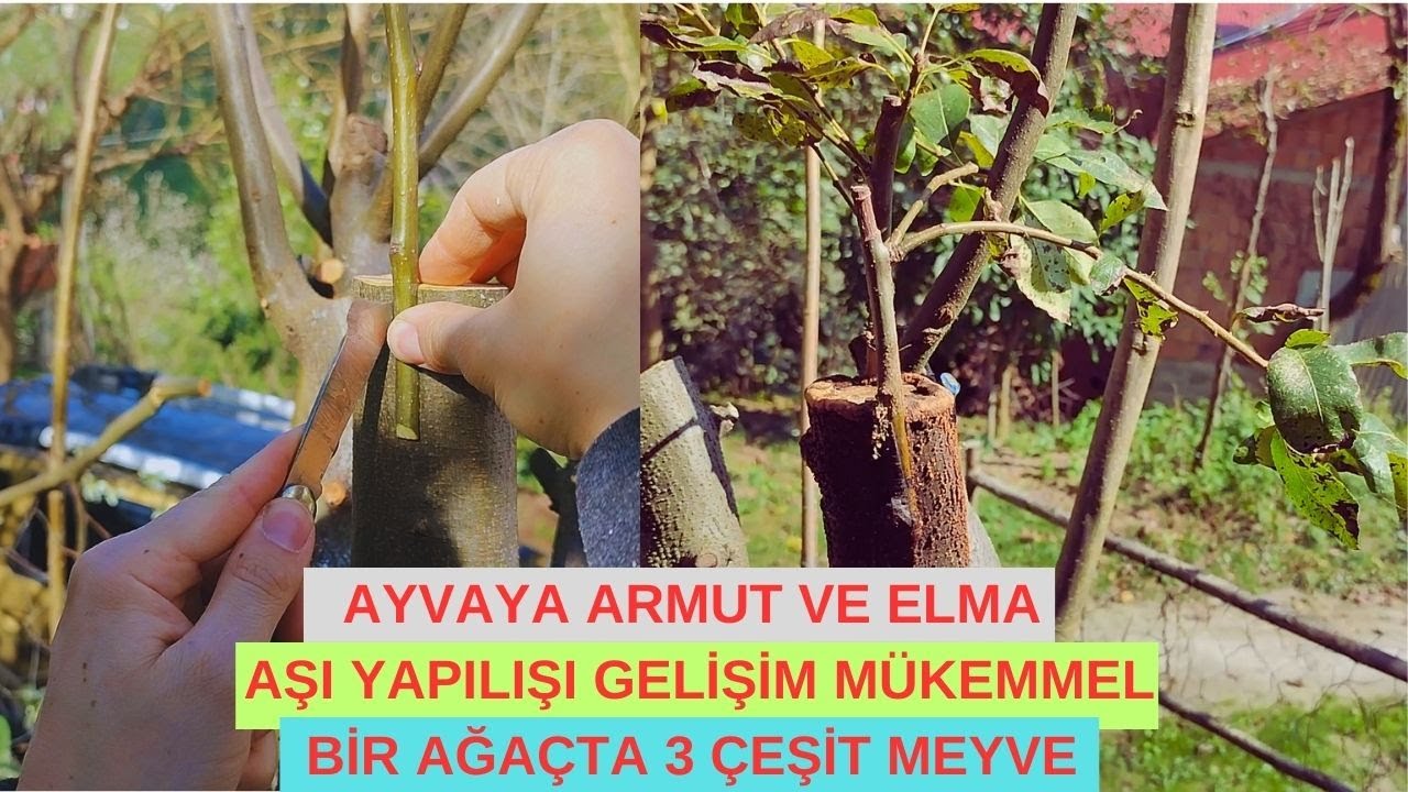 AYVA AĞACINA ARMUT VE ELMA AŞI YAPILIŞI VE TUTMUŞ HALİ TEK VİDEODA !
