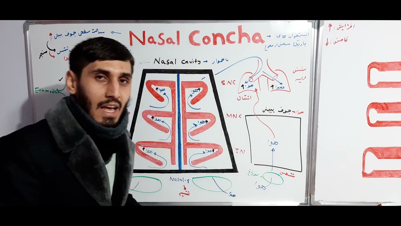 Nasal concha (25)