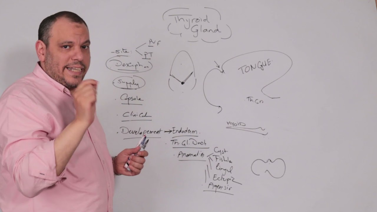 development of thyroid gland