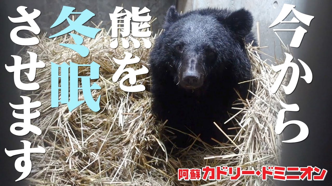 動物園で熊を人工的に冬眠させる方法がすごい…