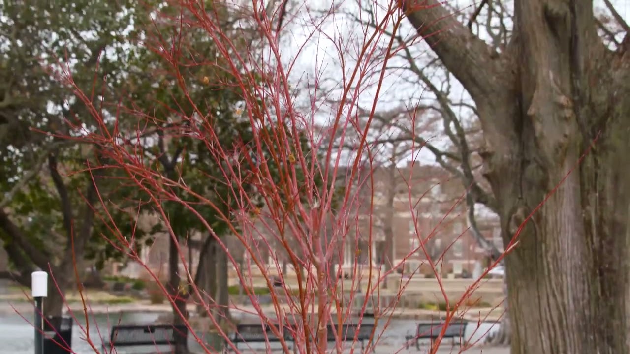 The Coral Bark Japanese Maple Tree