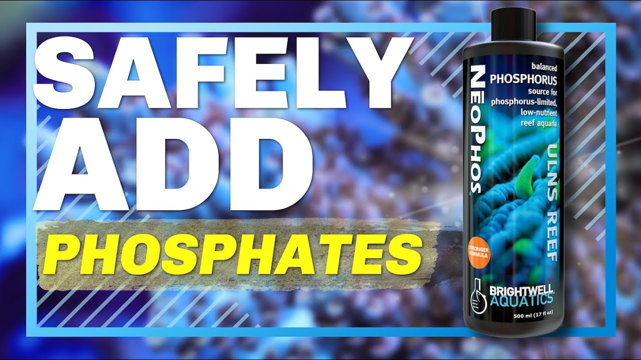 How to Raise Phosphate Safely in a Reef Tank