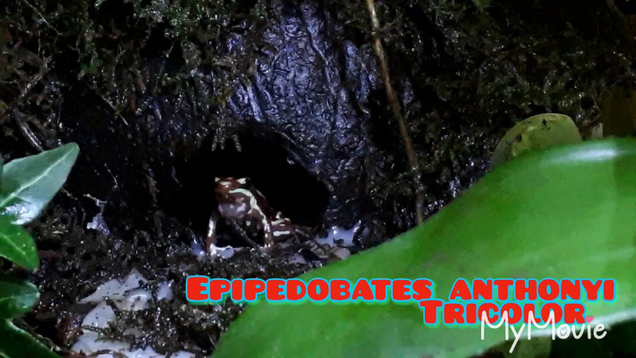 Epipedobates anthonyi tricolor Calling!