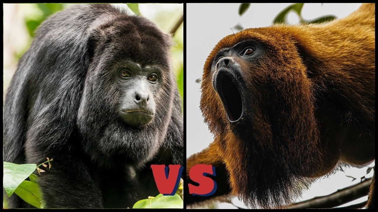Red vs Black Howler Monkey - Who Screams Louder?
