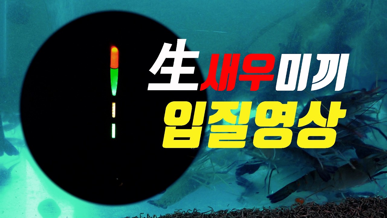 살아있는 생새우를 미끼로 했을때 입질과 찌표현은 어떨까(농어/참돔/대돔)#용인실내바다낚시터