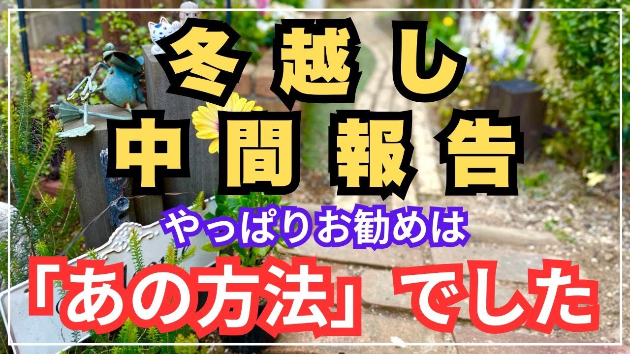 【冬越し株の管理法紹介】水挿し・屋外ビニールハウス・掘り上げた株たち・地植え組・・・頑張れ冬越し！負けるな寒さに！