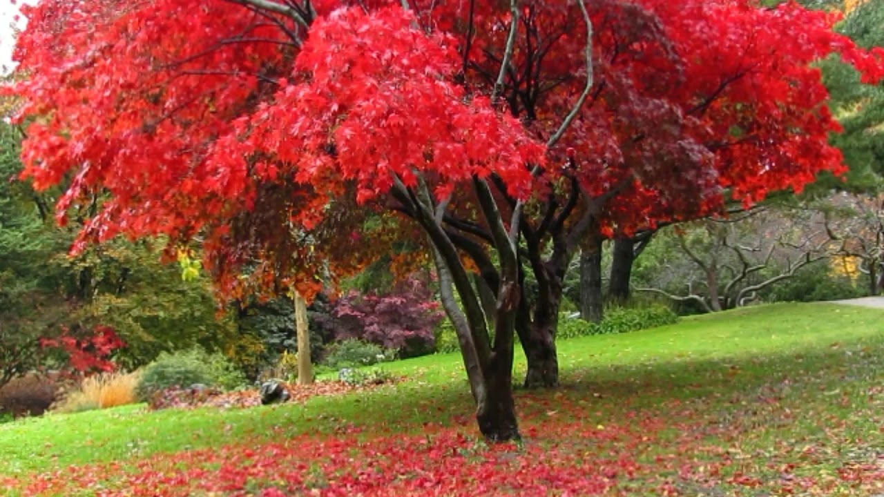 Fall Color of  High Park Toronto