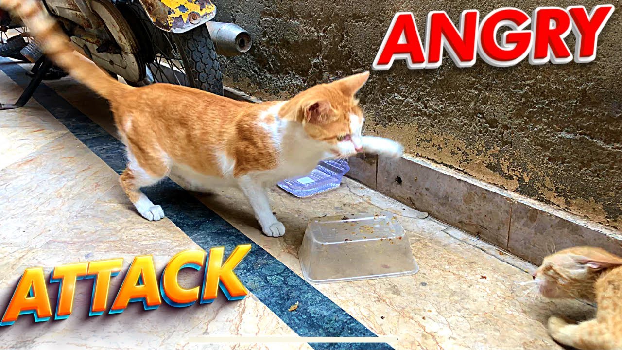 Angry Cat Attacks Kitten | 4K Cat Fighting | #angrycats