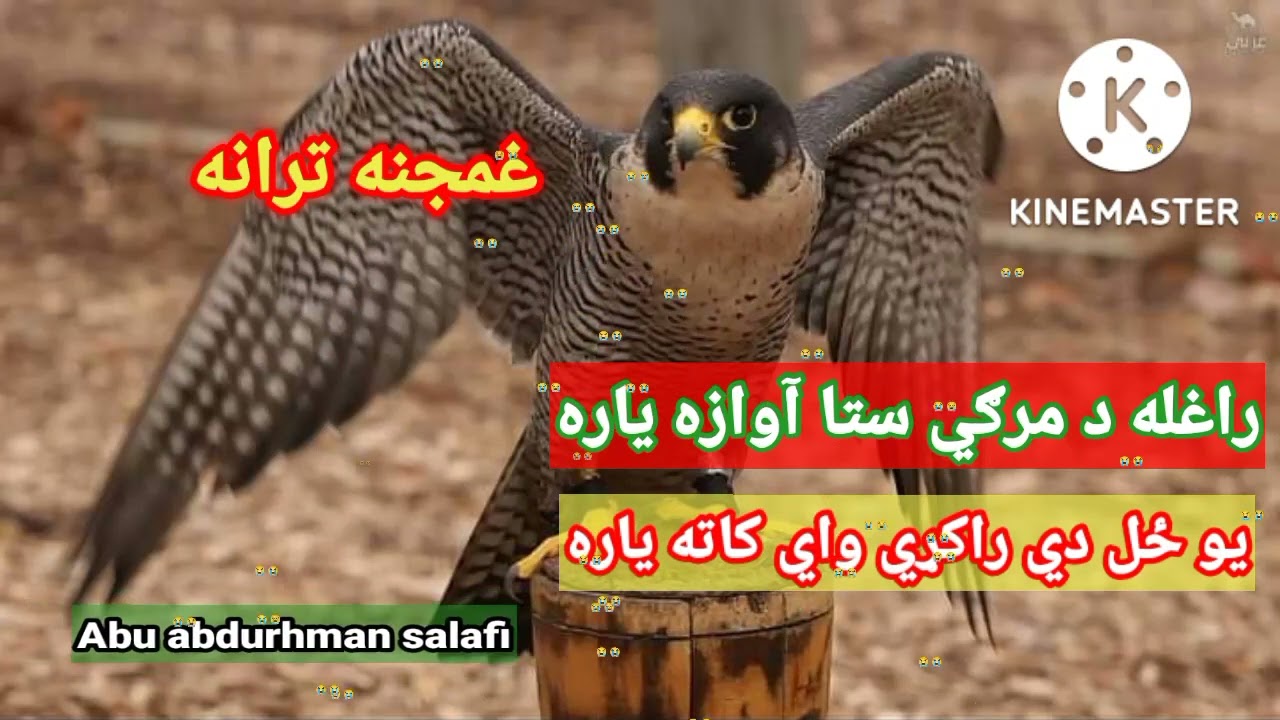 راغله د مرګي ستا آوازه ياره/يوځل دي راکړي واي کاته ياره#pashtonaat #pashto #Abuabdurhmansalafi#naat