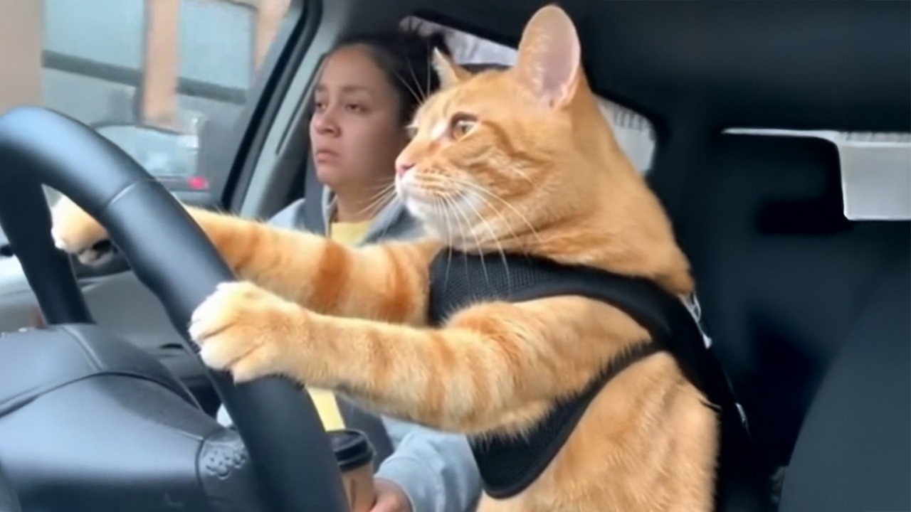 Smart CATS Being Absolutely Hilarious! 😲 Funny Cat Moments