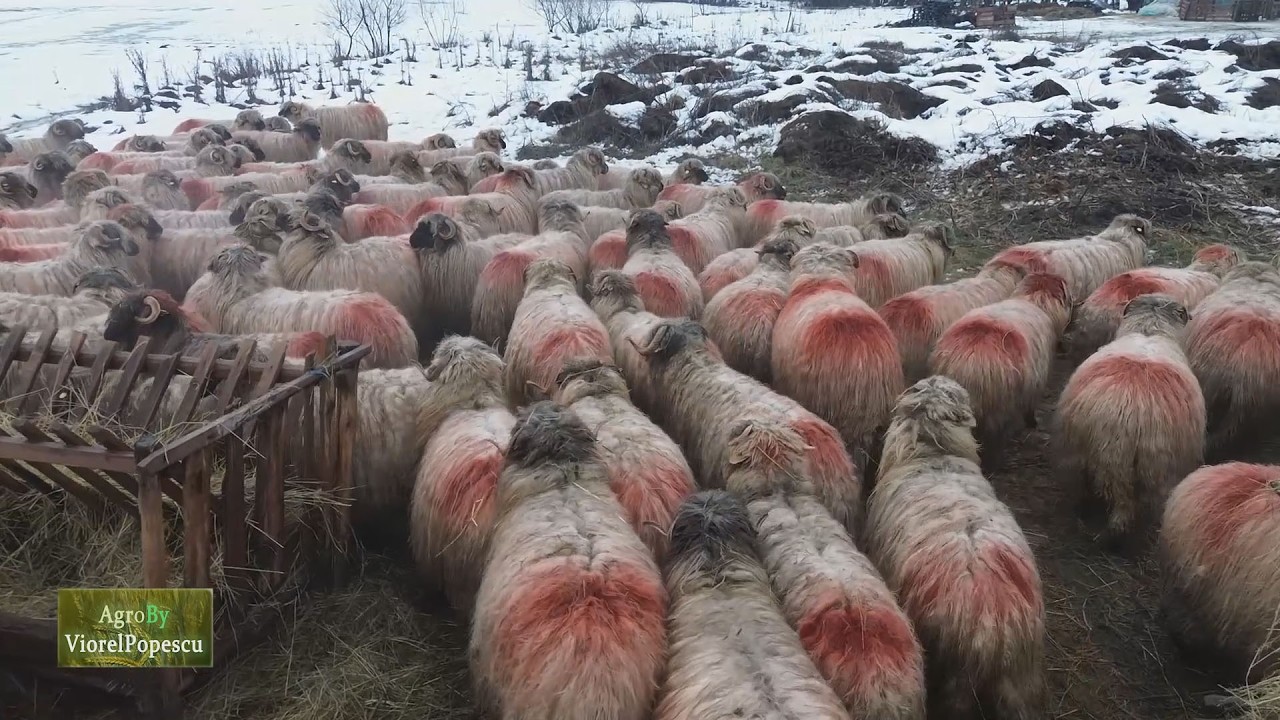 Genetica de exceptie. Turcana bucălaie