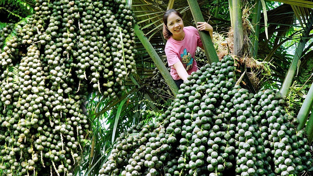 Harvesting Green ĐAO Fruits go to Market Sell