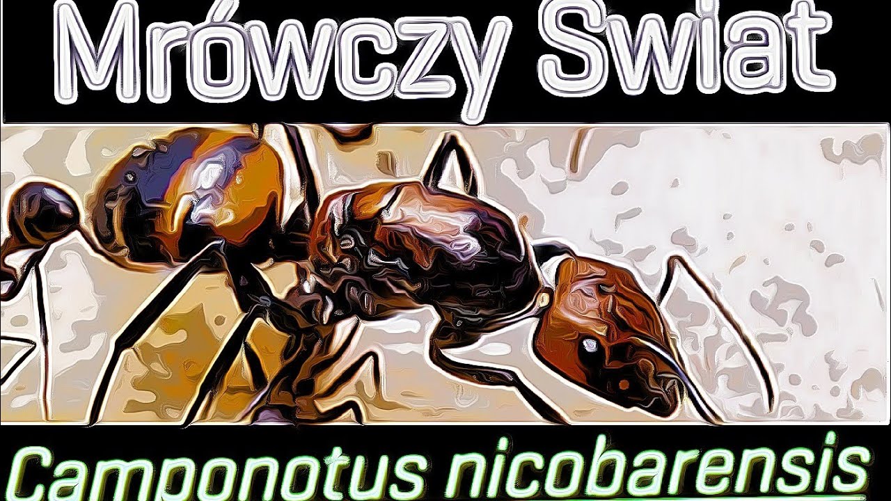 Życie kolonii mrówek Camponotus nicobarensis 🐜 // Aktualizacja 🐜 // Opis gatunkowy ? 🐜 //