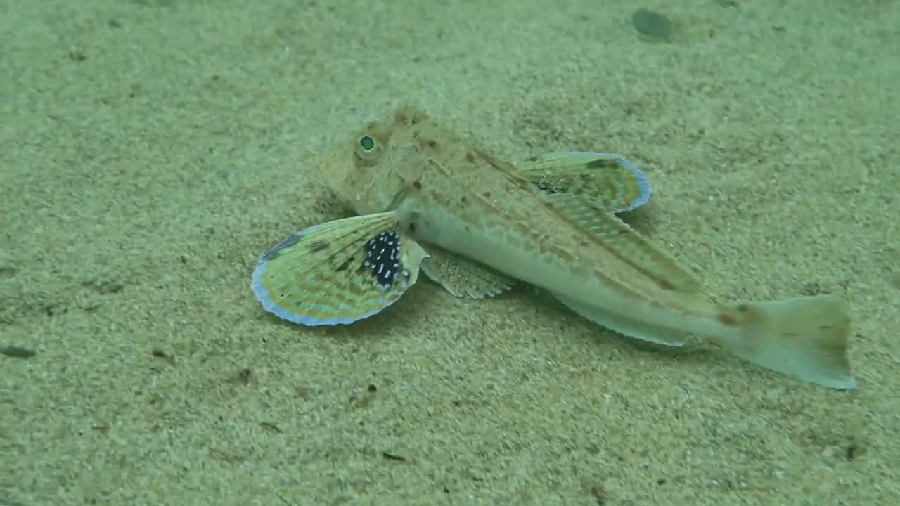 Tub gurnard, Chelidonichthys lucerna, Malta, Mediterranean