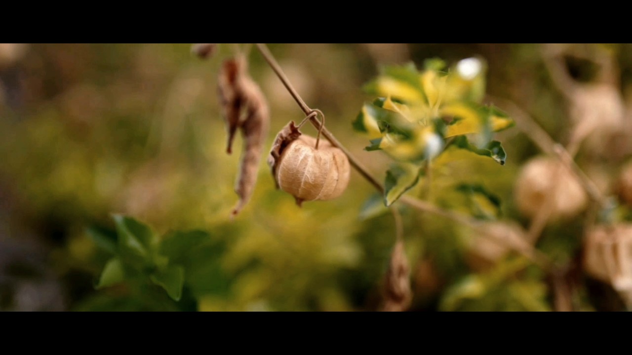 Morondava - A cinematic video | Shot on Panasonic Lumix S5IIX (2026)