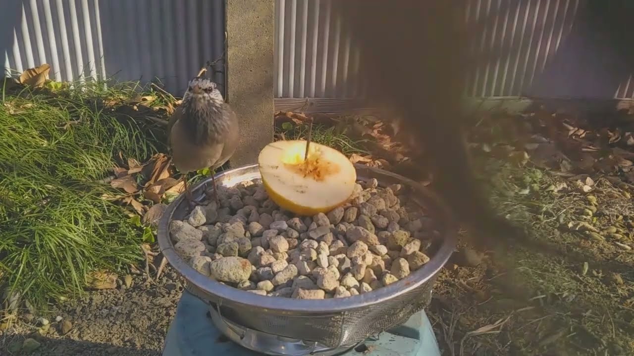 【喂鸟器】柿子食鸟观察日记 25l【喂鸟器】