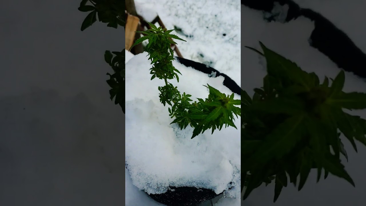 snow bud