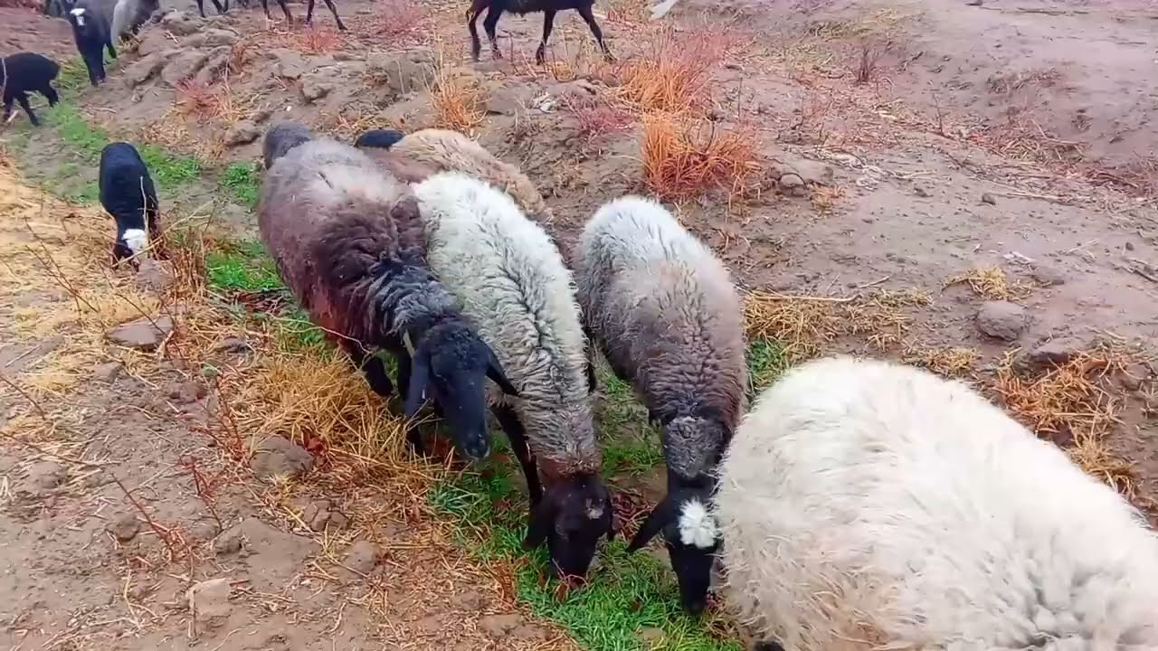 اگه عاشق دام داری هستی بیا تو چنلم 🫡😉