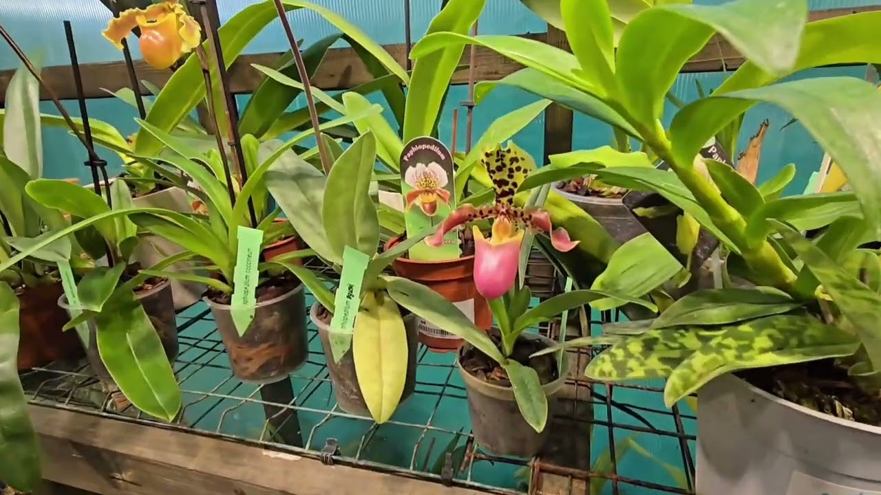 A quick walk through my #orchid greenhouse on 1st of October 