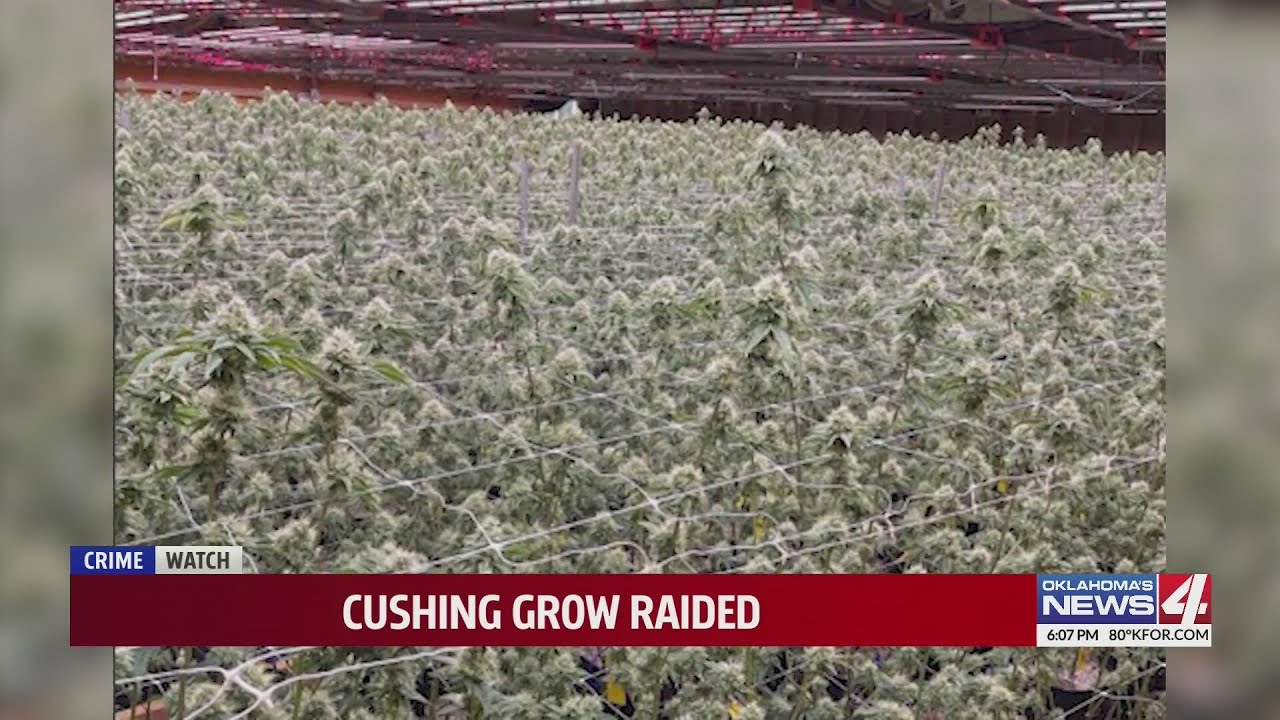 Cushing grow raided