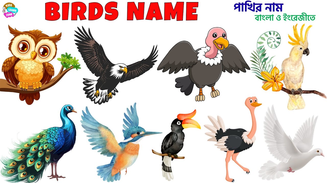 Birds Name in Bengali and English | পাখির নাম বাংলা ও ইংরেজি | Learn Birds for Kids | পাখির নাম