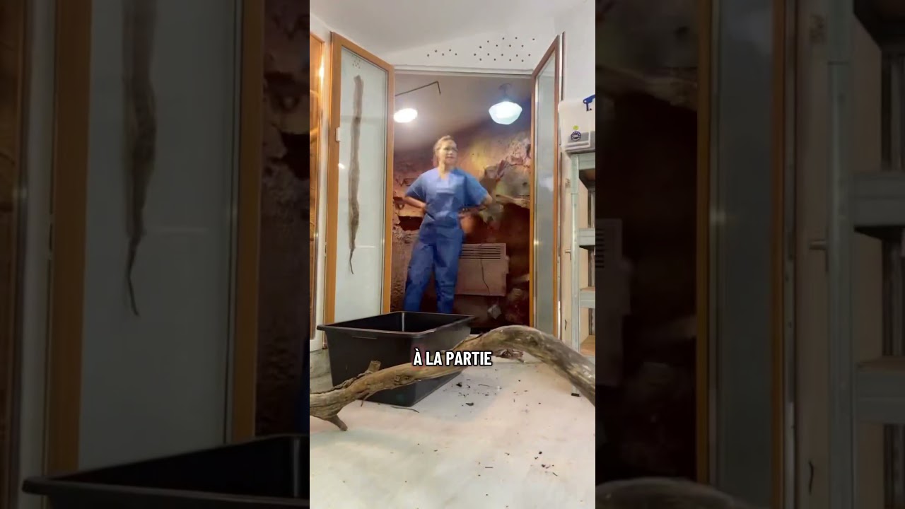 Refaire le terrarium d&rsquo;un mamba vert (Dendroaspis viridis).