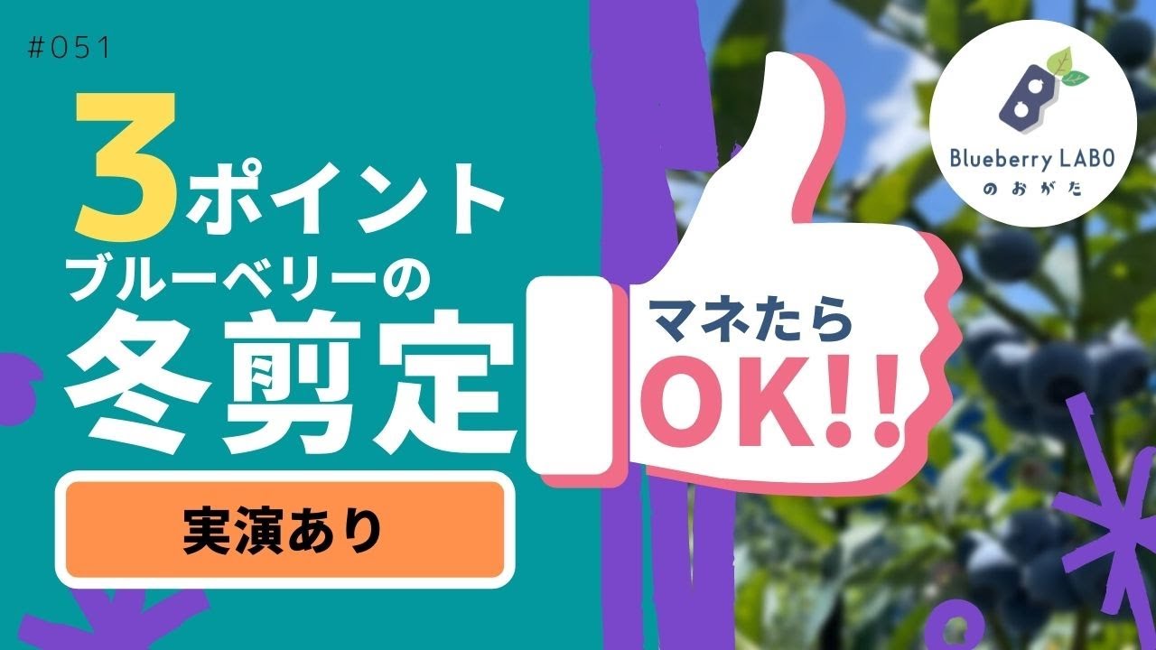 【ブルーベリーの剪定】ブルーベリーの冬剪定3つのポイント｜家庭菜園でも簡単