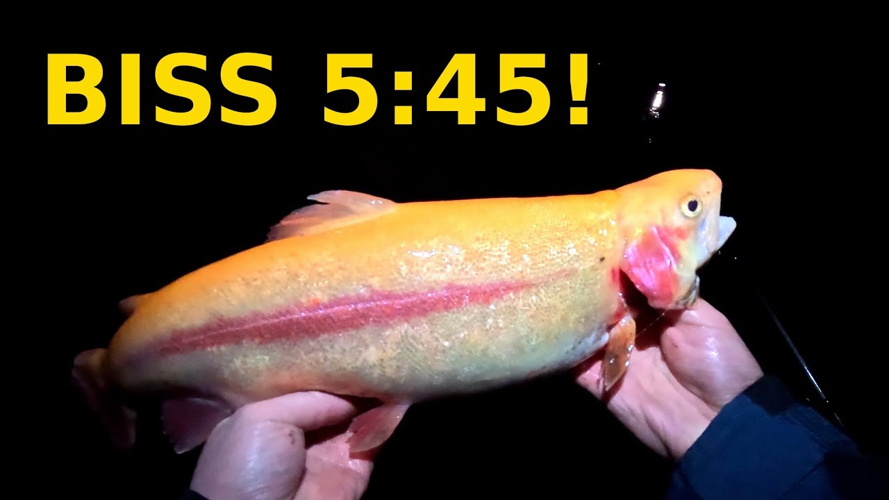 24 Stunden Angeln im Dänischen Monat am Premiumteich in Bargfeld-Stegen! 🎣