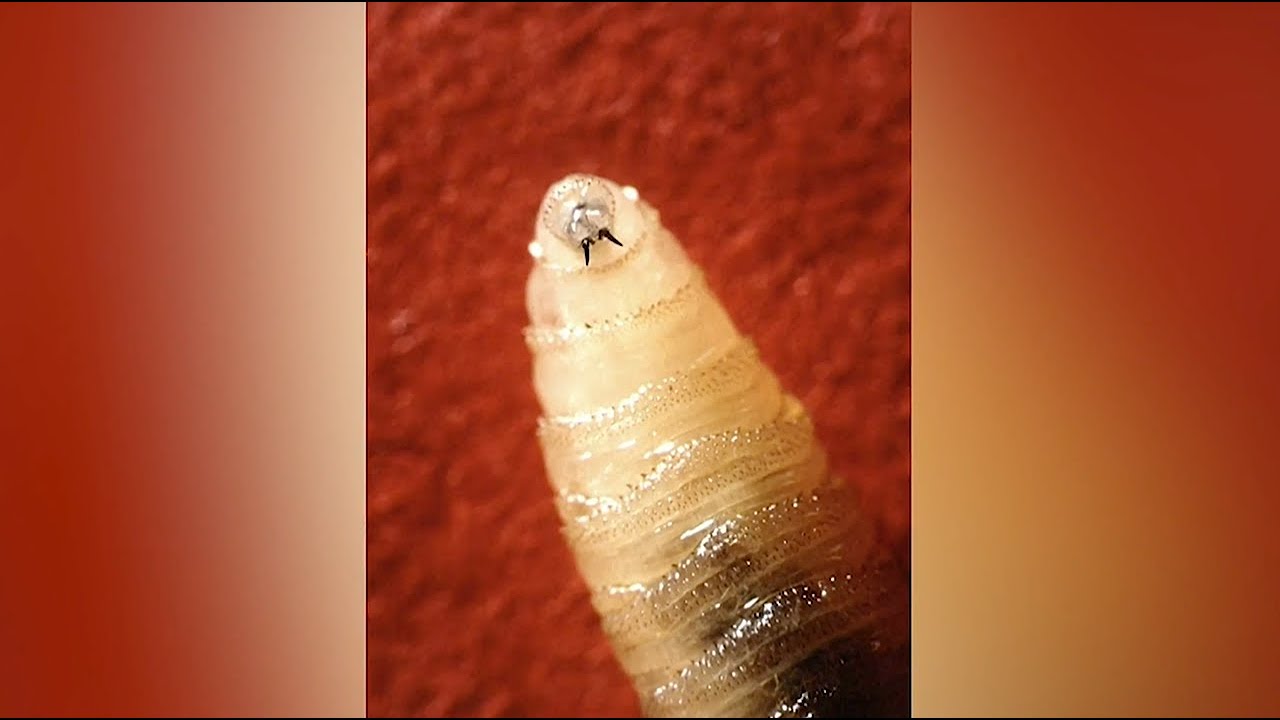 New screwworm cases raise concern for ranchers