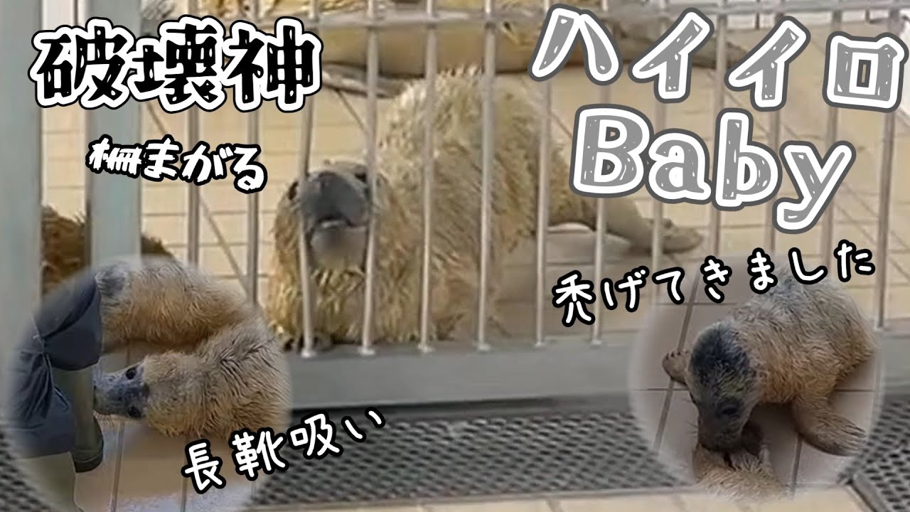 力強いハイイロ赤ちゃんマズルで柵ニキまがる 産毛も抜けてきてます 【アザラシ幼稚園】