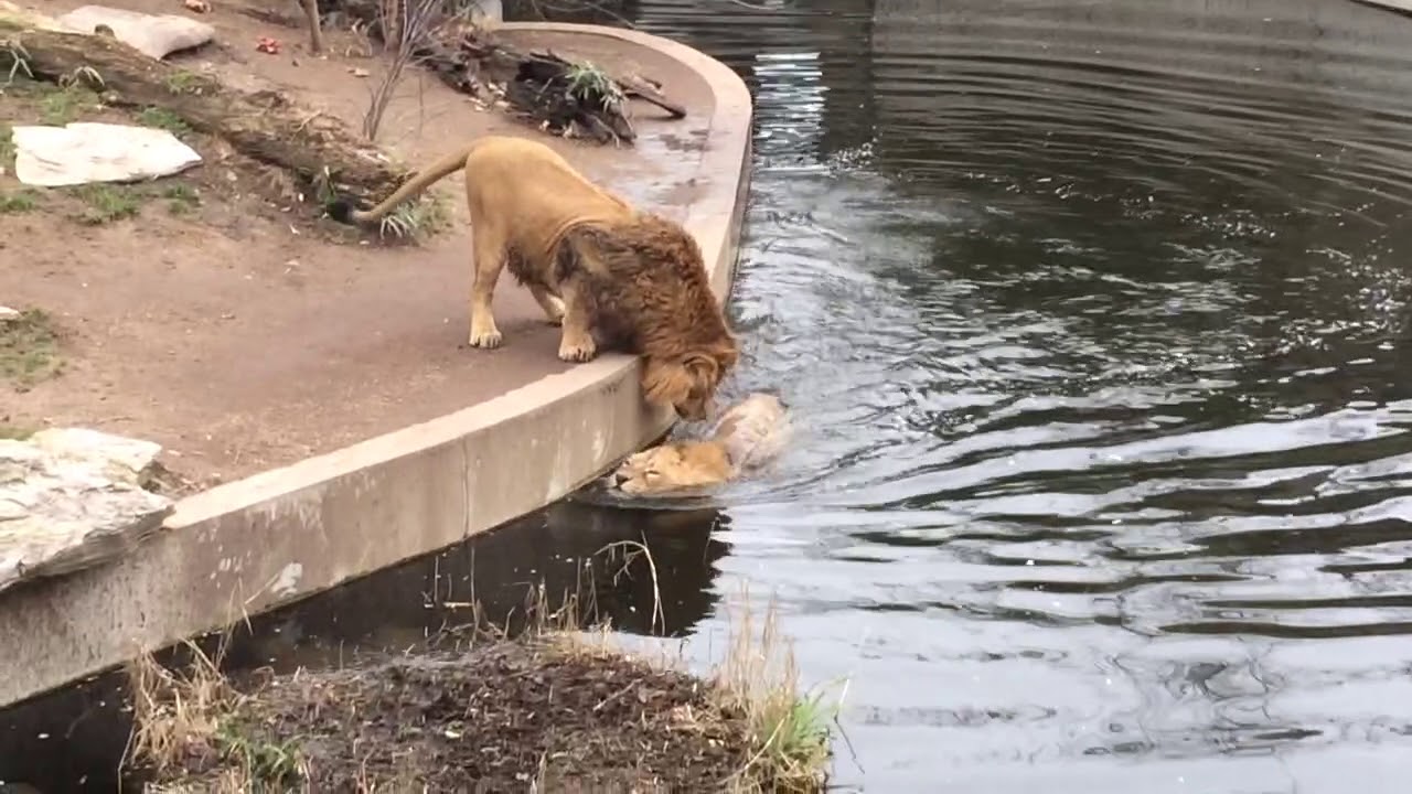 Smart Lion falls into water FUNNY L&ouml;we f&auml;llt ins Wasser