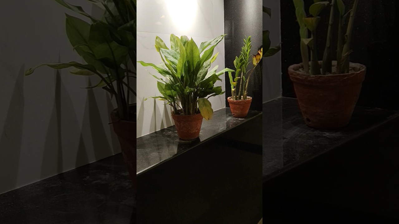 Top indoor plants You can plant in your indoor location 