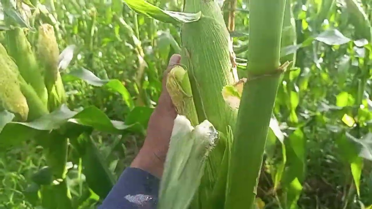 Pemupukan yg tepat jagung menjadi subur&bertongkol besar!@petanimuda #shorts #pupuk