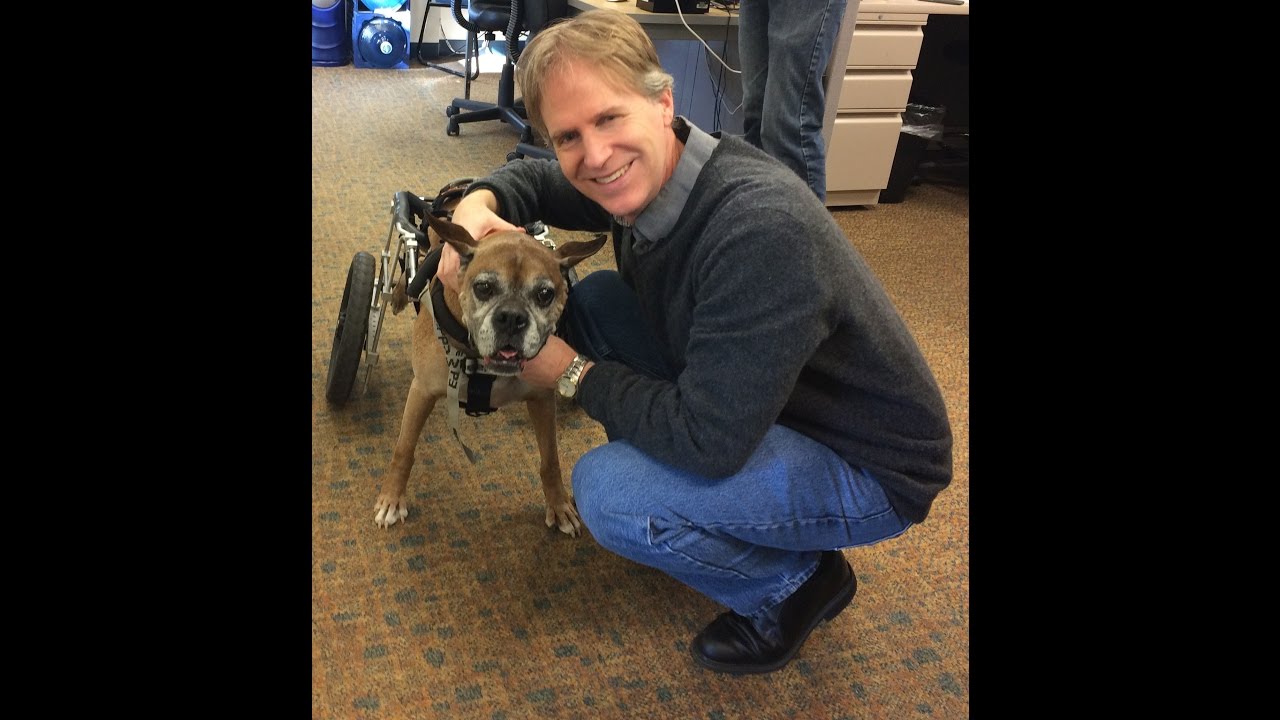 Degenerative Myelopathy (DM): Strategies for Spinal Conditions in Dogs