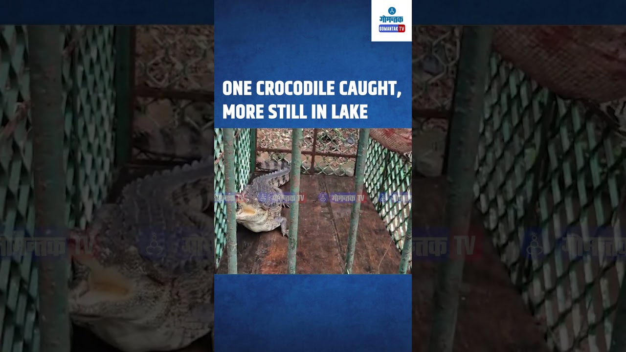 #shorts One crocodile caught more still in Bicholim lake | Gomantak Tv