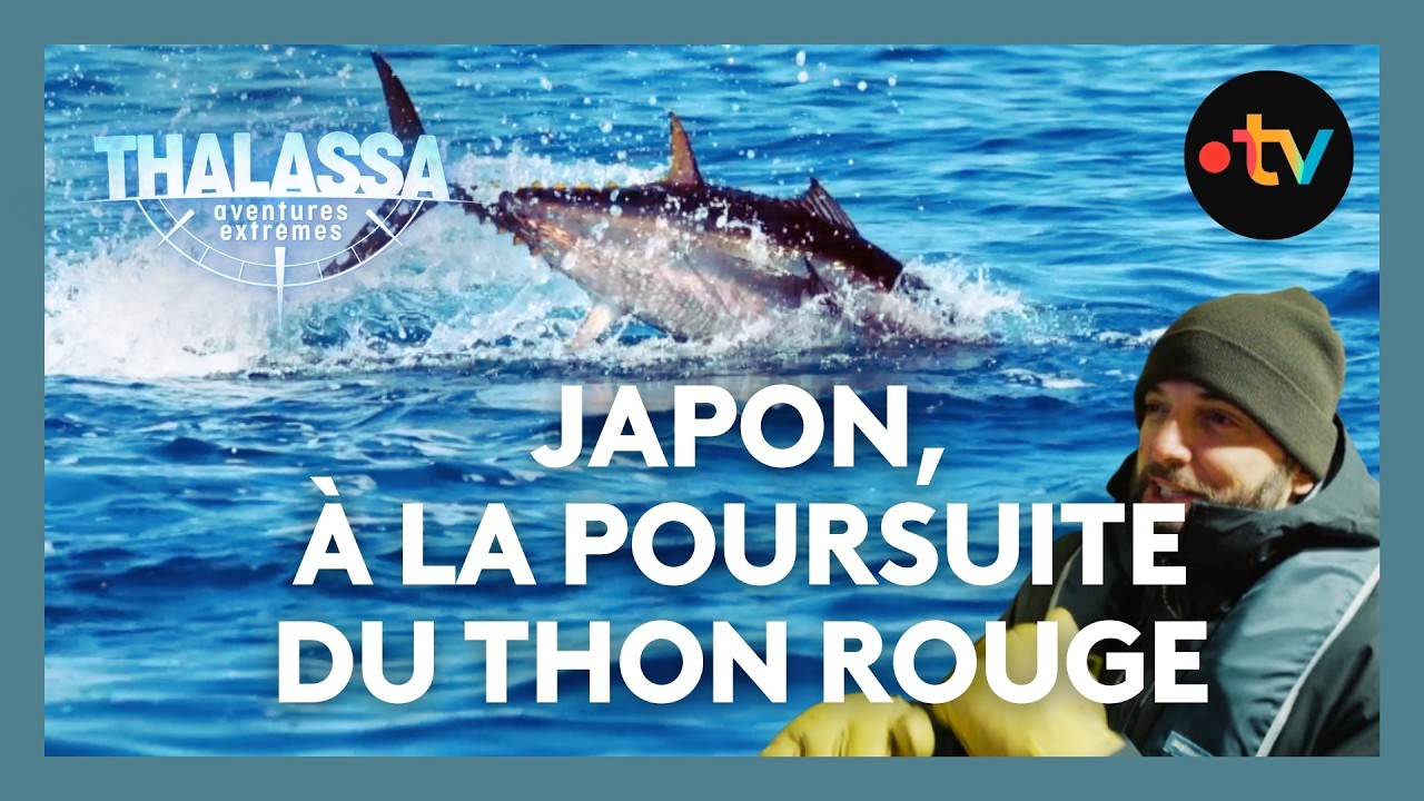 En mer avec des pêcheurs devenus stars au Japon - Thalassa