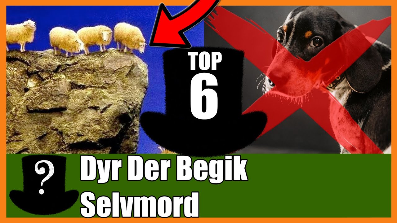 TOP 6 Dyr Der Begik Selvmord