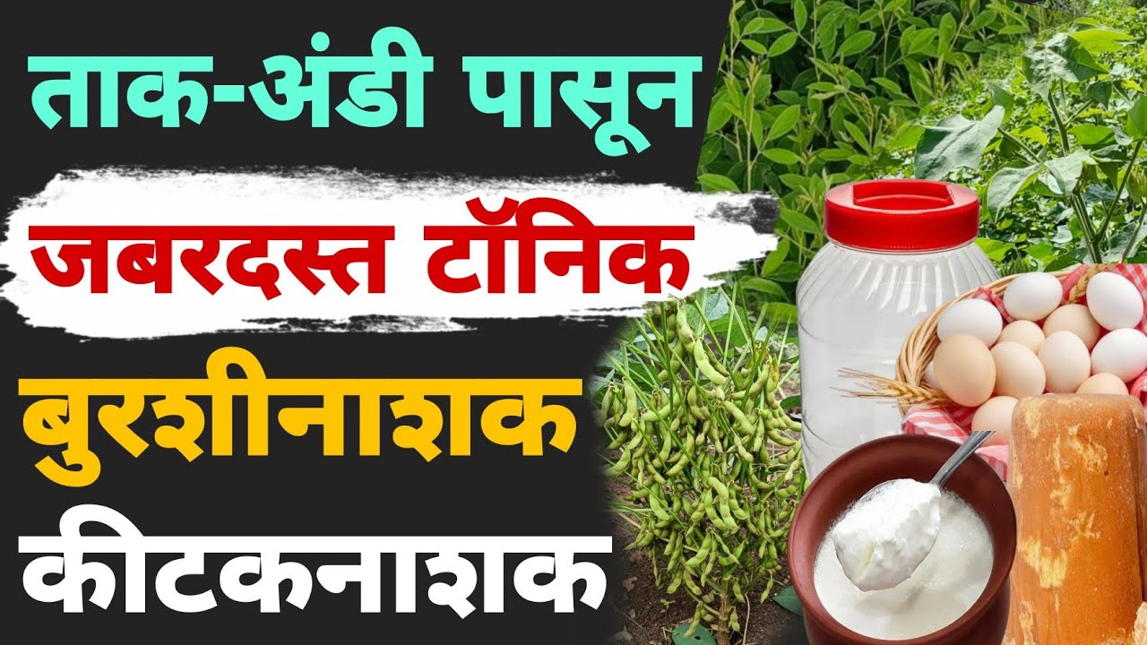 अंडी ताक/दही संजीवक | बुरशीनाशक | कीटकनाशक | टॉनिक | Dnyaneshwar Kharat Patil