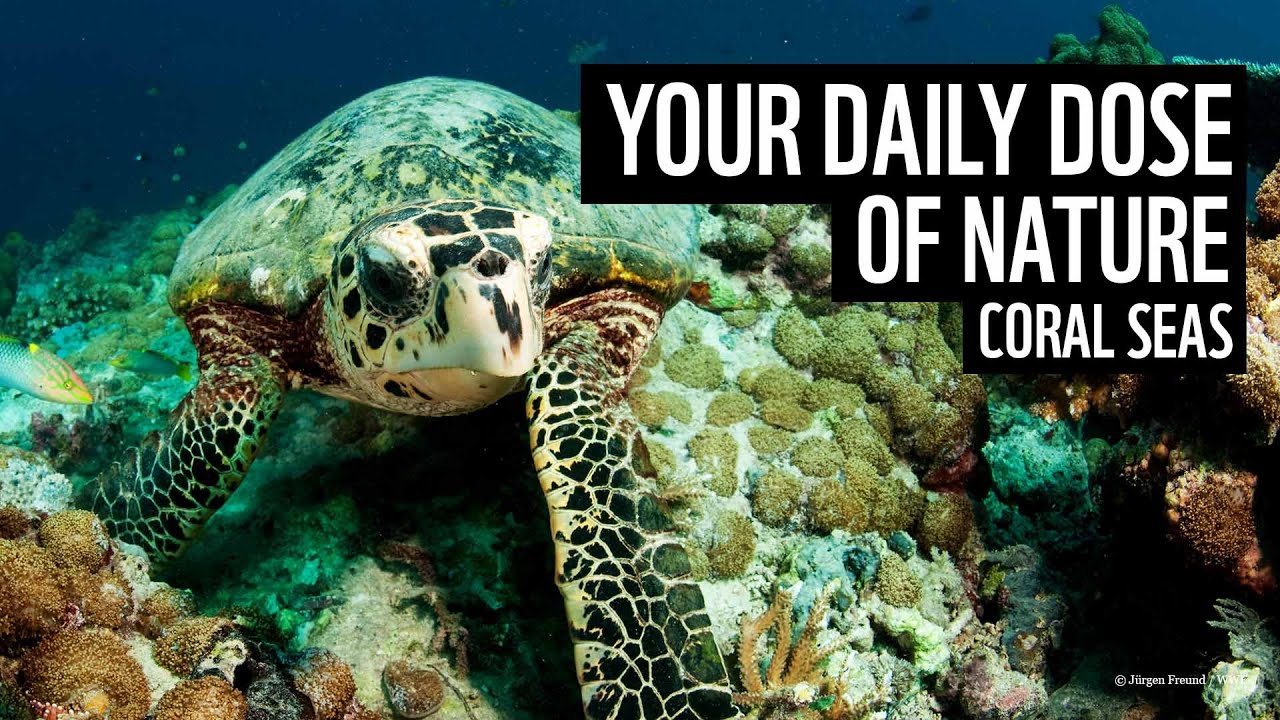 A daily dose of nature | coral seas | WWF