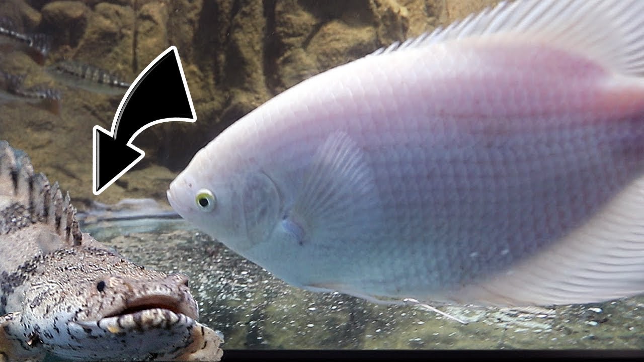 THE GIANT GOURAMI MEETS THE SECRET FISH